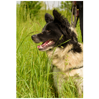 Finn, 1 éves kan #5