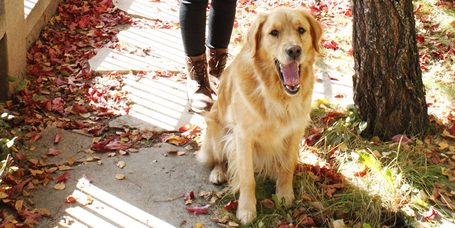 Tapasztalataim gyakorló golden retriever gazdiként