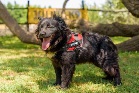 Tappancs, két éves kan