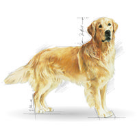 Royal Canin Golden Retriver Adult - Golden Retriever felnőtt kutya száraz táp #9