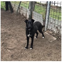 Cleo, 1 éves, 52 cm magas, szuka #4