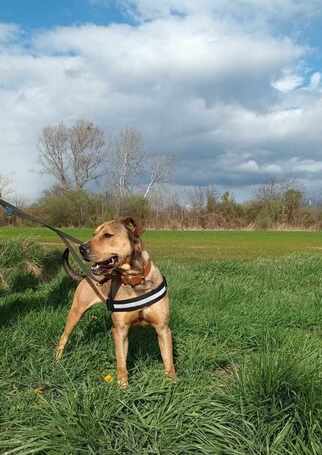 Vilinger, ivartalanított kan