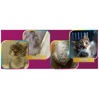 N.P.C.S. Multivitamin macskáknak #8