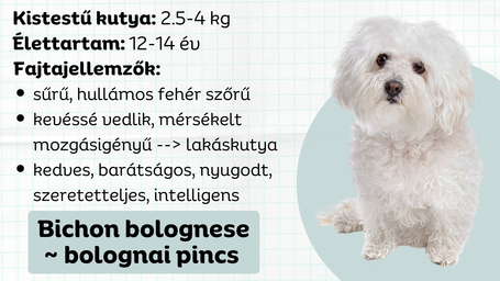 Bichon bolognese, a lenyűgöző reneszánsz kiskutya
