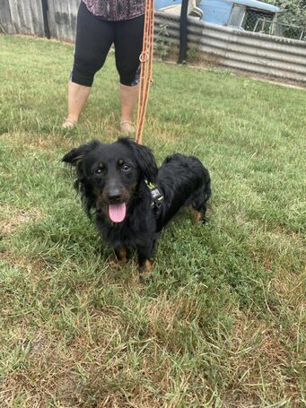 Puszedli, kan kutyus