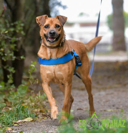 Johnny, 9 éves, 48 cm magas, kan