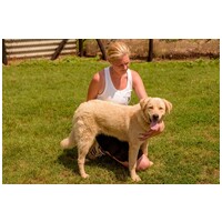 Kasmír, egy éves, kan #2