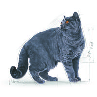 Royal Canin British Shorthair Adult - Brit rövidszőrű felnőtt macska száraz táp #10