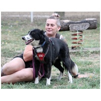 Drukker, ivartalanított kan kutya, gazdit keres #3