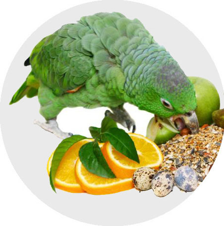 Gyógyhatású készítmények madaraknak