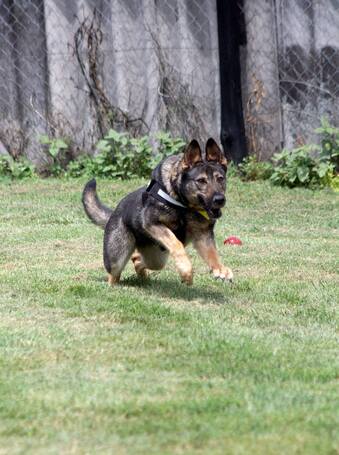 Lady, ivartalanított szuka