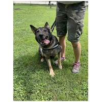 Lady, ivartalanított szuka #7