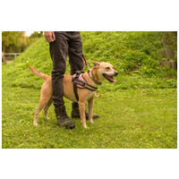 Natasa, 6 éves, 48 cm magas, szuka #5