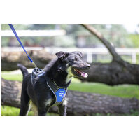 Marcell, 5 éves kan #4