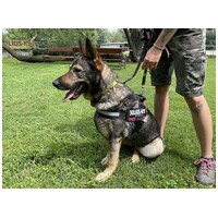 Lady, ivartalanított szuka #10