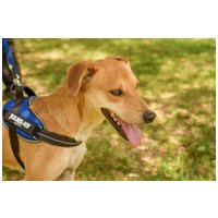 Sam, két éves kan #2