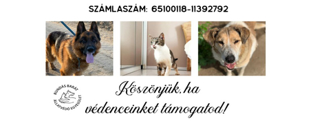 Ismerd meg a Bundás Barát Állatvédő Egyesület munkásságát