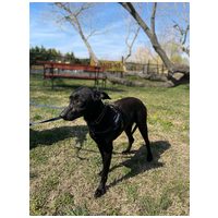 Bogi, 4 éves, szuka #5