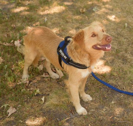 Wall-e, két éves, kan