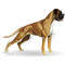 Royal Canin Boxer Adult 3.