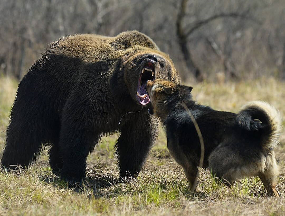 Kaukázusi kutya medve ellen