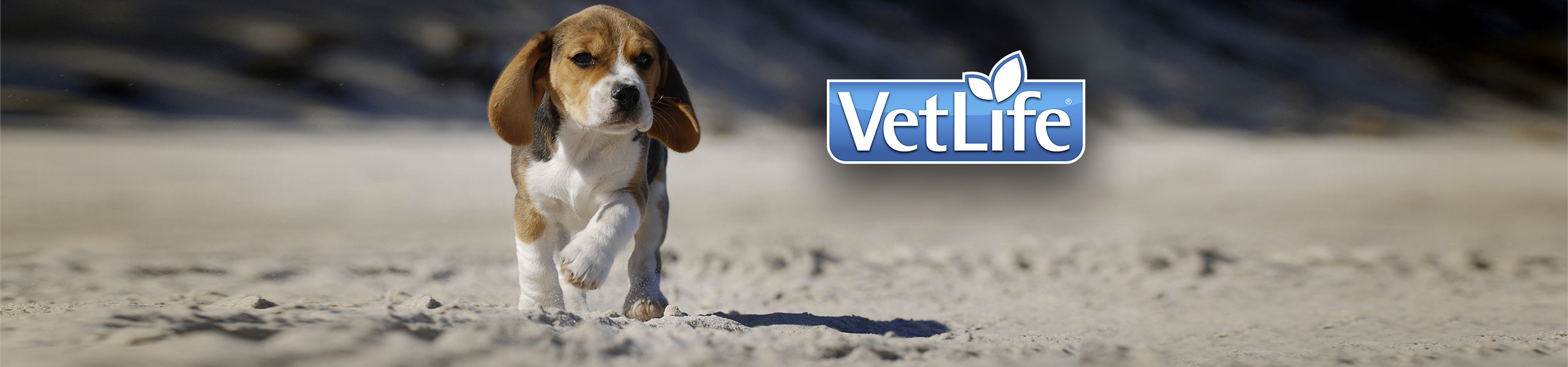 8 27 visual head vet life canine
