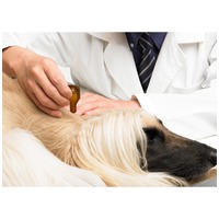 Dermoscent Essential 6 spot-on kutyáknak és kisemlősöknek #6