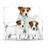 Royal Canin Mini Starter - Száraz táp kistestű vemhes szuka és kölyök kutya részére 2 hónapos korig #11