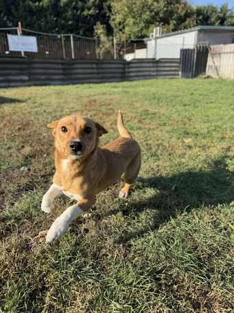 Chino, 7 hónapos keverék kisfiú