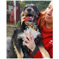 Borzas, két éves, kan #2