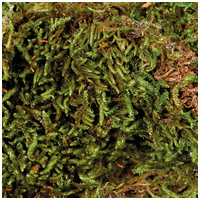 Trixie moha aljzat terráriumba hüllőknek #2