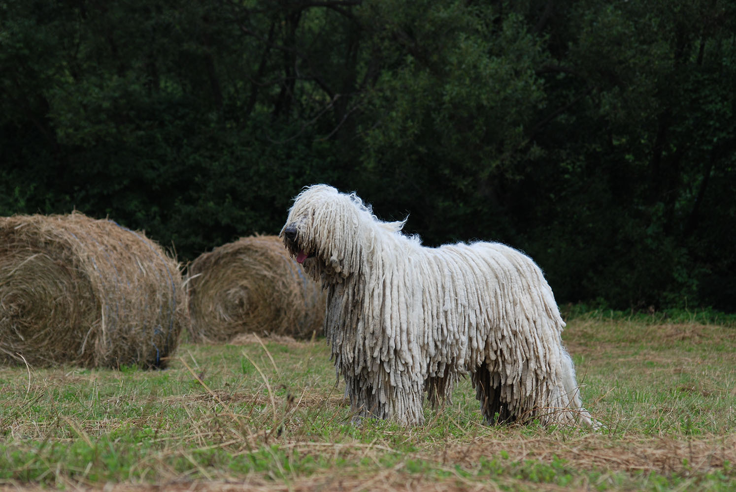 Óhungarikum Komondor Kennel kutyája a mezőn
