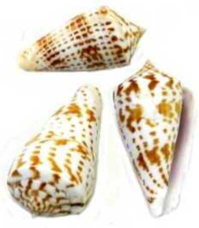 Kis méretű csigaházak, kagylók