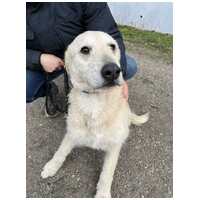 Sziszike, 8 éves, ivartalanított szuka kutyus #3