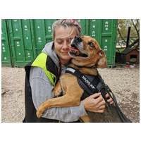 Ranger, ivartalanított kan, 9 éves #3