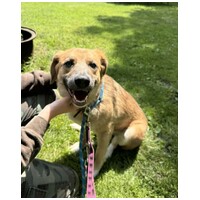 Kira, 2 éves szuka kutyus #7