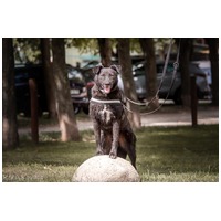 Ábel, 4 éves, 55 cm magas, kan #13