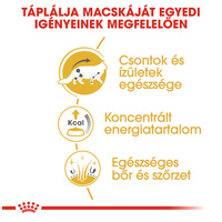 Royal Canin Maine Coon Adult - Maine Coon felnőtt macska nedves táp #4