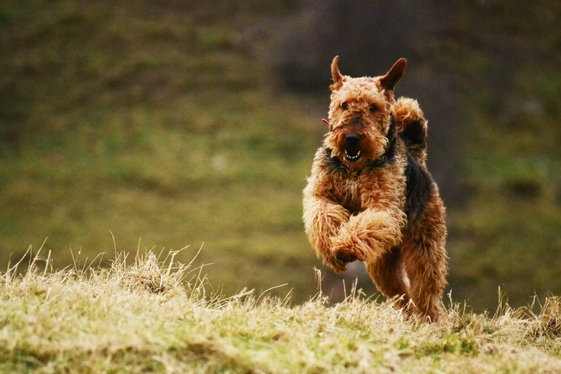 Airedale terrier, egy nagy mozgásigényű kutya