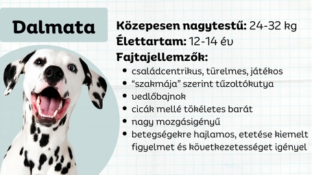 Dalmata - a pöttyös boldogságbomba