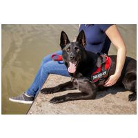 Julius-K9 IDC powAIR légáteresztő kutyahám piros színben #3