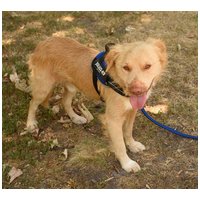 Wall-e, két éves, kan #9