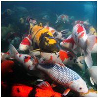 JBL ProPond All Seasons Sticks #3