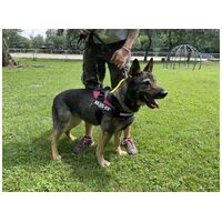 Lady, ivartalanított szuka #3