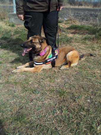 Kira, 3 éves, 61 cm magas, szuka