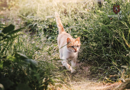 Ambrosia Cat Sterilised GF Fresh Turkey & Herring