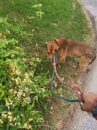 Misi, ivartalanított kan