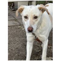 Odett, árva leány kutya #4