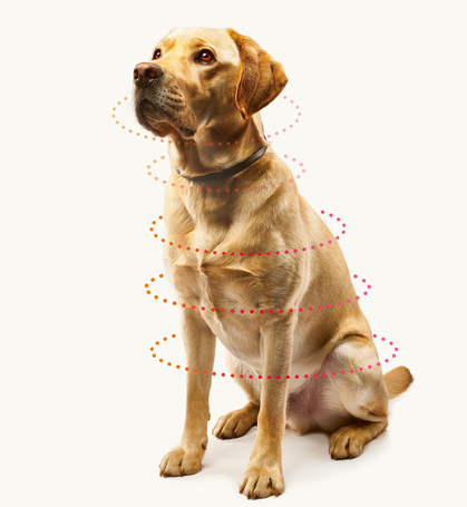 Beaphar CaniShield repellens nyakörv kutyáknak