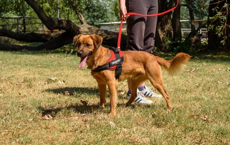 Plútó, hat hónapos, kan